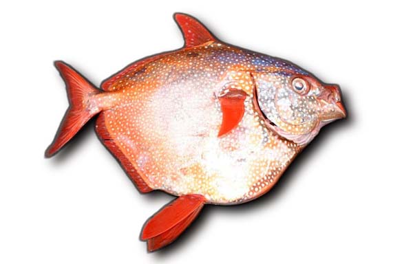 Pictures of Opah