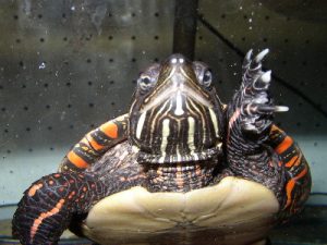 Images of Painted Turtle