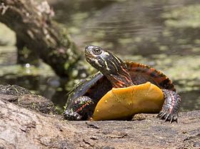 Painted Turtle Picture