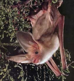 Images of Pallid bat