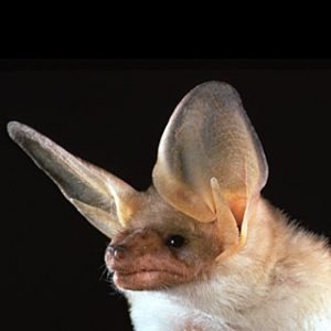 Photos of Pallid bat