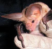 Pictures of Pallid bat