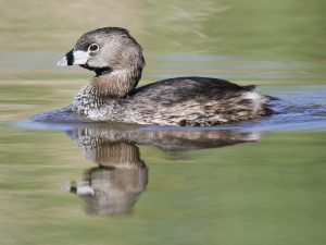 Pied Billed Grebe Picture