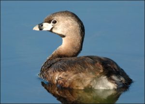 Images of Pied Billed Grebe