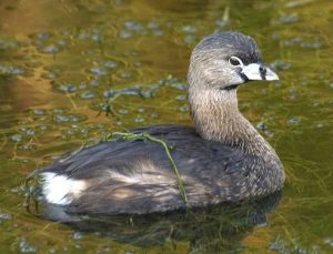 Photos of Pied Billed Grebe