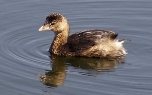 Pictures of Pied Billed Grebe