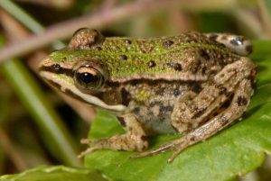 Images of Pool Frog