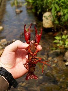 Procambarus clarkii Picture