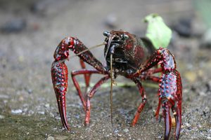 Photos of Procambarus clarkii