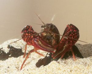 Pictures of Procambarus clarkii