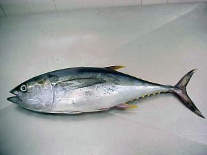 Images of Skipjack Tuna