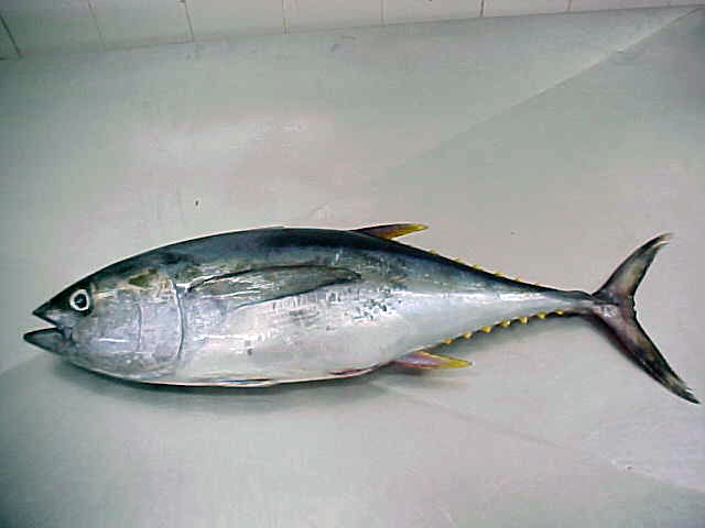 Images of Skipjack Tuna