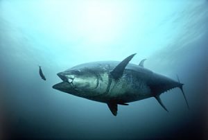 Photos of Skipjack Tuna