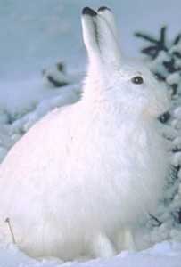 Snowshoe Hare Picture