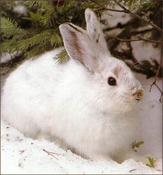 Images of Snowshoe Hare