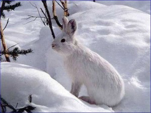 Photos of Snowshoe Hare