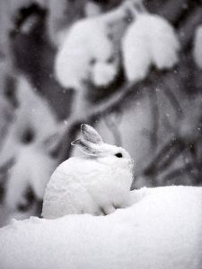 Pictures of Snowshoe Hare