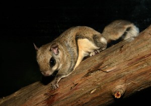 Photos of Southern Flying Squirrel