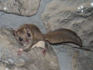 Pictures of Southern Flying Squirrel