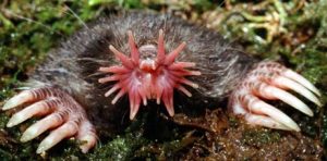 Star Nosed Mole Picture