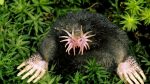 Images of Star Nosed Mole