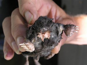 Photos of Star Nosed Mole
