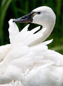 Pictures of Tundra Swan