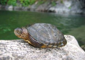 Images of Western Pond Turtle