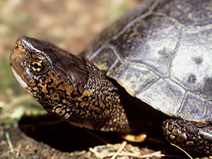 Photos of Western Pond Turtle