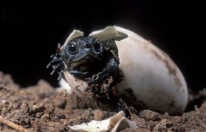 Pictures of Western Pond Turtle