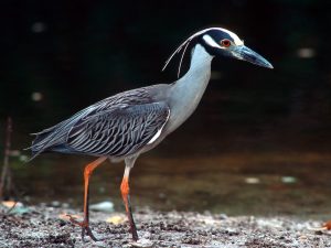Images of Yellow Crowned Night Heron