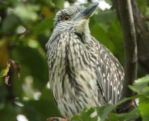 Photos of Yellow Crowned Night Heron