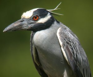 Pictures of Yellow Crowned Night Heron