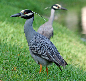 Yellow Crowned Night Heron Picture