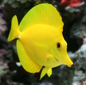 Images of Yellow Tang