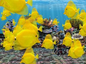 Photos of Yellow Tang