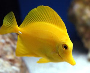 Pictures of Yellow Tang