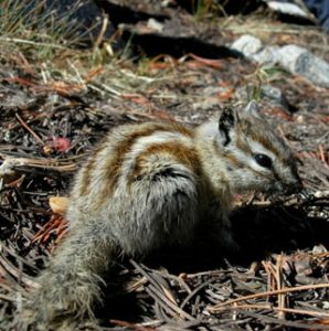 Alpine Chipmunk Picture