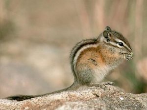 Images of Alpine Chipmunk