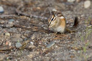 Photos of Alpine Chipmunk