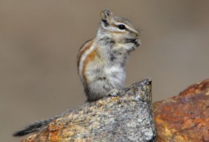 Pictures of Alpine Chipmunk