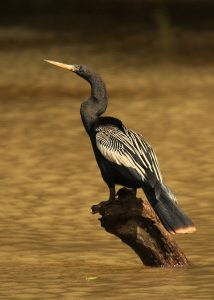 Anhinga Picture