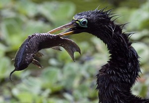 Anhinga Fishing Photo