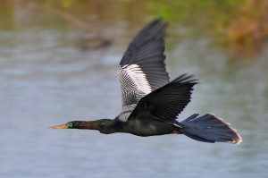 Anhinga Flying Photo