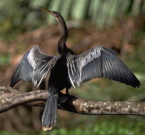 Pictures of Anhinga