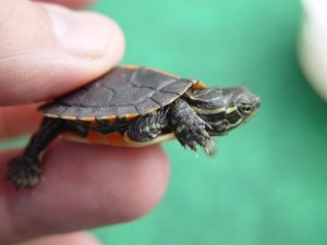 Baby Painted Turtle Photo