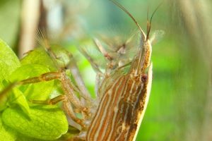 Images of Bamboo Shrimp