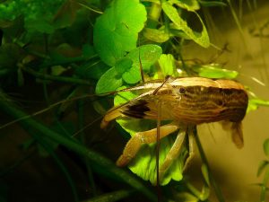 Bamboo Shrimp Molting Image