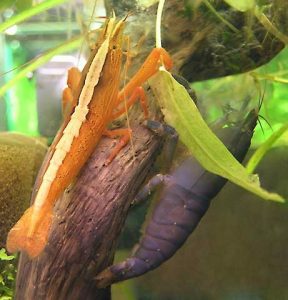 Photos of Bamboo Shrimp