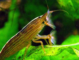 Pictures of Bamboo Shrimp